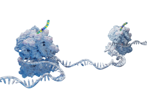 Ribosome with ncAA incorporation