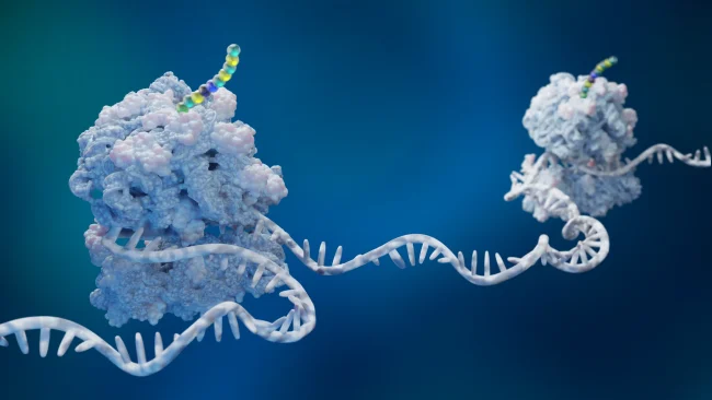 Ribosome with ncAA incorporation Ribosome with ncAA incorporation
