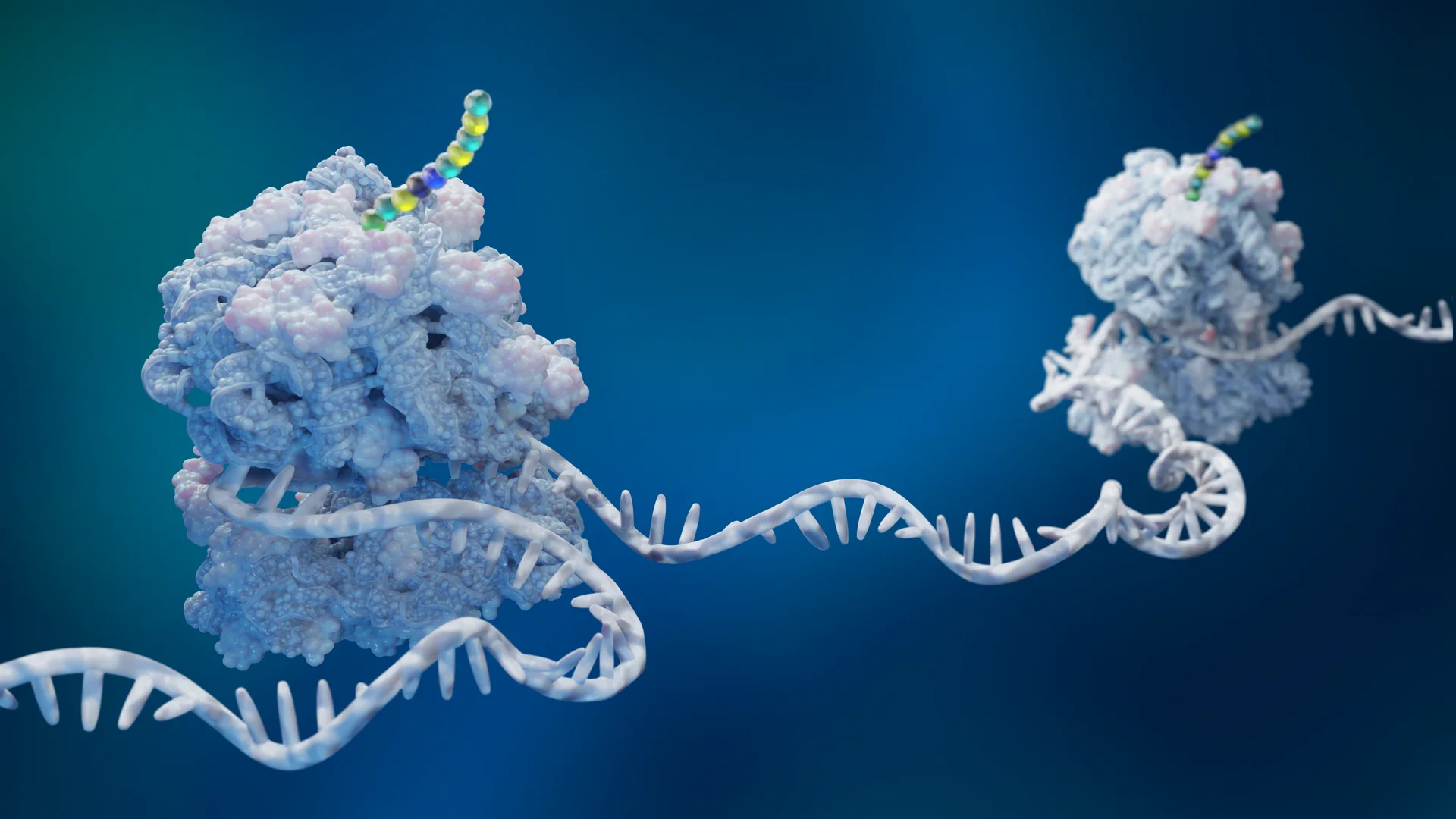 Ribosome with ncAA incorporation