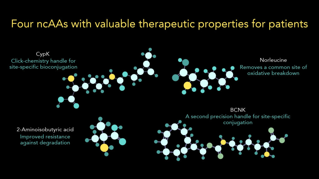 Four ncAAs With Valuable Therapeutic Properties For Patients (3)
