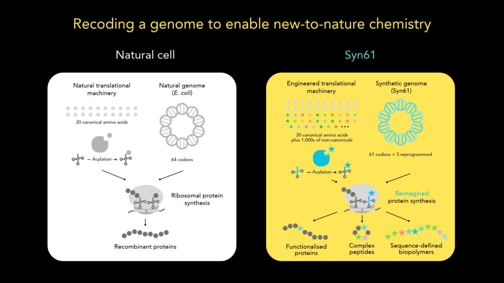 Recoding A Genome To Enable New To Nature Chemistry